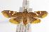  ( - ANIC Gen No. 000714)  @14 [ ] Copyright (2010) Unspecified Australia National Insect Collection