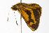  (Ocybadistes ardea - ANIC Gen No. 000721)  @14 [ ] Copyright (2010) Unspecified Australia National Insect Collection