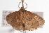  ( - ANIC Gen No. 000722)  @13 [ ] Copyright (2010) Unspecified Australia National Insect Collection
