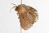  ( - ANIC Gen No. 000723)  @13 [ ] Copyright (2010) Unspecified Australia National Insect Collection