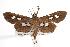  (Omiodes odontosticta - ANIC Gen No. 000729)  @14 [ ] Copyright (2010) Unspecified Australia National Insect Collection