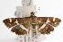  ( - ANIC Gen No. 000761)  @14 [ ] Copyright (2010) Unspecified Australia National Insect Collection