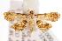  ( - ANIC Gen No. 000765)  @14 [ ] Copyright (2010) Unspecified Australia National Insect Collection