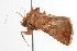  ( - ANIC Gen No. 000779)  @14 [ ] Copyright (2010) Unspecified Australia National Insect Collection