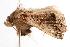 ( - ANIC Gen No. 000780)  @13 [ ] Copyright (2010) Unspecified Australia National Insect Collection