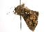  ( - ANIC Gen No. 000795)  @13 [ ] Copyright (2010) Unspecified Australia National Insect Collection