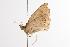  ( - ANIC Gen No. 000799)  @13 [ ] Copyright (2010) Unspecified Australia National Insect Collection