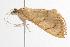  ( - ANIC Gen No. 000816)  @12 [ ] Copyright (2010) Unspecified Australia National Insect Collection