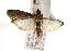  ( - ANIC Gen No. 000855)  @12 [ ] Copyright (2010) Unspecified Australia National Insect Collection