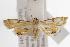  ( - ANIC Gen No. 000873)  @13 [ ] Copyright (2010) Unspecified Australia National Insect Collection