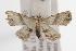  ( - ANIC Gen No. 000883)  @14 [ ] Copyright (2010) Unspecified Australia National Insect Collection