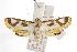  ( - ANIC Gen No. 000889)  @14 [ ] Copyright (2010) Unspecified Australia National Insect Collection