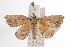  ( - ANIC Gen No. 000894)  @14 [ ] Copyright (2010) Unspecified Australia National Insect Collection