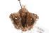  ( - ANIC Gen No. 000903)  @13 [ ] Copyright (2010) Unspecified Australia National Insect Collection