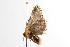  ( - ANIC Gen No. 000924)  @12 [ ] Copyright (2010) Unspecified Australia National Insect Collection