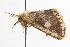  ( - ANIC Gen No. 000925)  @12 [ ] Copyright (2010) Unspecified Australia National Insect Collection
