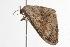  ( - ANIC Gen No. 000941)  @13 [ ] Copyright (2010) Unspecified Australia National Insect Collection