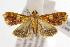  ( - ANIC Gen No. 000953)  @14 [ ] Copyright (2010) Unspecified Australia National Insect Collection