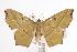  ( - ANIC Gen No. 000958)  @14 [ ] Copyright (2010) Unspecified Australia National Insect Collection