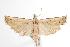  ( - ANIC Gen No. 000960)  @13 [ ] Copyright (2010) Unspecified Australia National Insect Collection