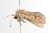  ( - ANIC Gen No. 000962)  @13 [ ] Copyright (2010) Unspecified Australia National Insect Collection