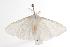  ( - ANIC Gen No. 000971)  @13 [ ] Copyright (2010) Unspecified Australia National Insect Collection
