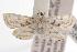  ( - ANIC Gen No. 000987)  @13 [ ] Copyright (2010) Unspecified Australia National Insect Collection