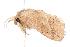  ( - ANIC Gen No. 000994)  @13 [ ] Copyright (2010) Unspecified Australia National Insect Collection