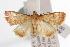  (Trigonoorda sp. AAH7916 - ANIC Gen No. 000995)  @14 [ ] Copyright (2010) Unspecified Australia National Insect Collection