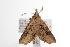  ( - ANIC Gen No. 001013)  @13 [ ] Copyright (2010) Unspecified Australia National Insect Collection