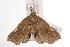  ( - ANIC Gen No. 001019)  @13 [ ] Copyright (2010) Unspecified Australia National Insect Collection