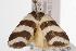 ( - ANIC Gen No. 001027)  @13 [ ] Copyright (2010) Unspecified Australia National Insect Collection