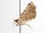  ( - ANIC Gen No. 001033)  @13 [ ] Copyright (2010) Unspecified Australia National Insect Collection