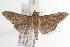  ( - ANIC Gen No. 001046)  @14 [ ] Copyright (2010) Unspecified Australia National Insect Collection