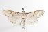  ( - ANIC Gen No. 001078)  @14 [ ] Copyright (2010) Unspecified Australia National Insect Collection