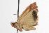  ( - ANIC Gen No. 001085)  @13 [ ] Copyright (2010) Unspecified Australia National Insect Collection