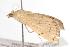  ( - ANIC Gen No. 001089)  @12 [ ] Copyright (2010) Unspecified Australia National Insect Collection