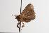  ( - ANIC Gen No. 001097)  @13 [ ] Copyright (2010) Unspecified Australia National Insect Collection