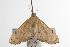  ( - ANIC Gen No. 001104)  @13 [ ] Copyright (2010) Unspecified Australia National Insect Collection
