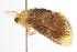  ( - ANIC Gen No. 001111)  @13 [ ] Copyright (2010) Unspecified Australia National Insect Collection
