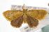  ( - ANIC Gen No. 001116)  @14 [ ] Copyright (2010) Unspecified Australia National Insect Collection