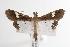  ( - ANIC Gen No. 001117)  @14 [ ] Copyright (2010) Unspecified Australia National Insect Collection