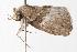  ( - ANIC Gen No. 001120)  @13 [ ] Copyright (2010) Unspecified Australia National Insect Collection