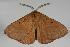  ( - ANIC Gen No. 000009)  @14 [ ] Copyright (2010) Unspecified Australia National Insect Collection