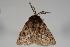  ( - ANIC Gen No. 000010)  @13 [ ] Copyright (2010) Unspecified Australia National Insect Collection