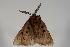 ( - ANIC Gen No. 000010)  @13 [ ] Copyright (2010) Unspecified Australia National Insect Collection