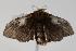  ( - ANIC Gen No. 000016)  @13 [ ] Copyright (2010) Unspecified Australia National Insect Collection