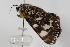  ( - ANIC Gen No. 000023)  @13 [ ] Copyright (2010) Unspecified Australia National Insect Collection