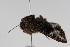  ( - ANIC Gen No. 000029)  @13 [ ] Copyright (2010) Unspecified Australia National Insect Collection