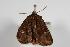  ( - ANIC Gen No. 000030)  @13 [ ] Copyright (2010) Unspecified Australia National Insect Collection
